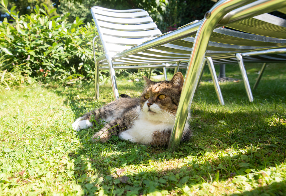 Katze im Garten im Schatten / iStock/nils.jacobi@gmx.net, Nils Jacobi Katze im Garten im Schatten